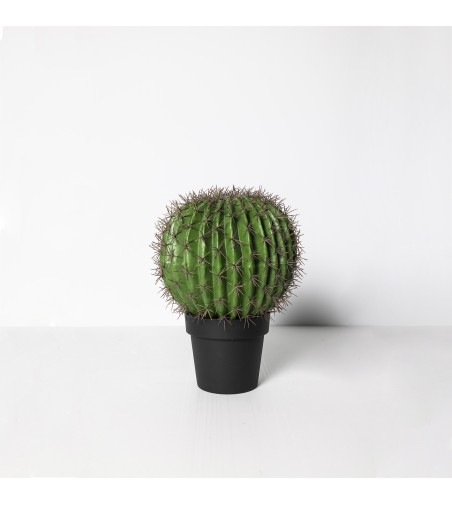 Cactus Ferocatus