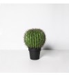 Cactus Ferocatus