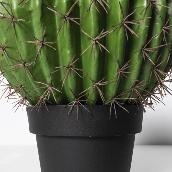 Cactus Ferocatus