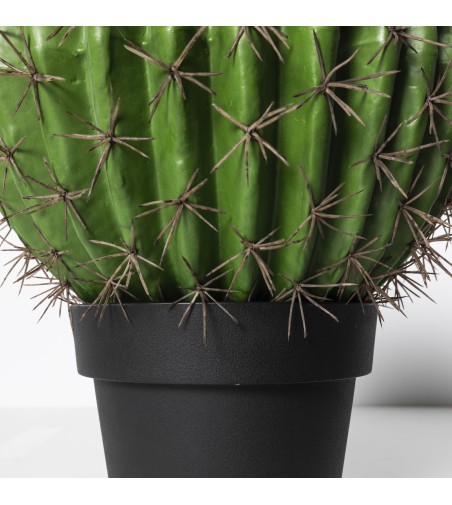 Cactus Ferocatus