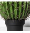 Cactus Ferocatus