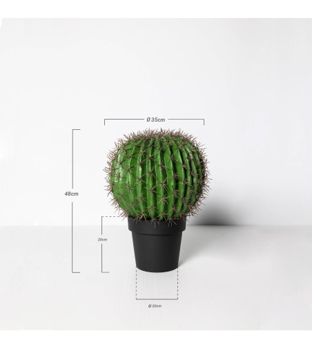 Cactus Ferocatus