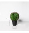 Cactus Ferocatus