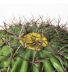 Cactus Ferocatus