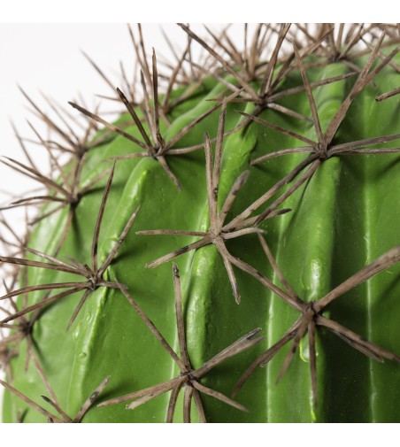 Cactus Ferocatus