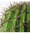 Cactus Ferocatus