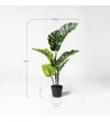 Monstera