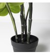 Monstera