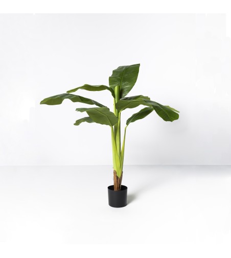 Platanera