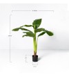 Platanera