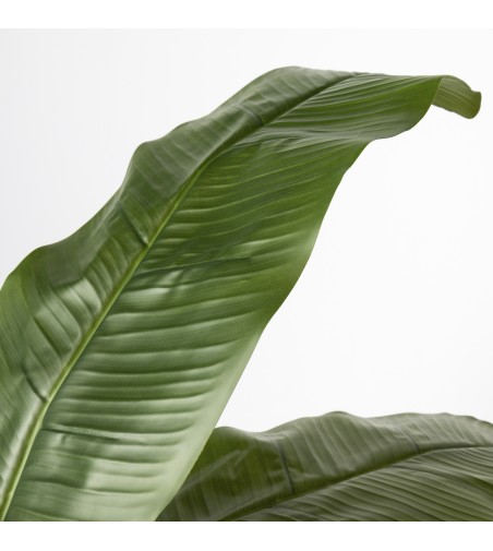 Platanera