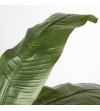 Platanera