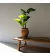 Monstera