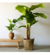Monstera
