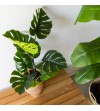Monstera
