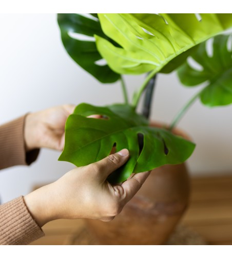 Monstera