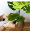 Monstera